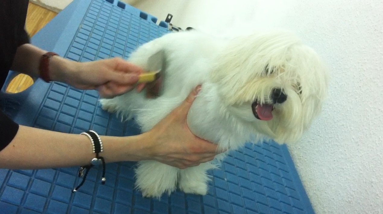 Formación en peluqueria canina en Madrid